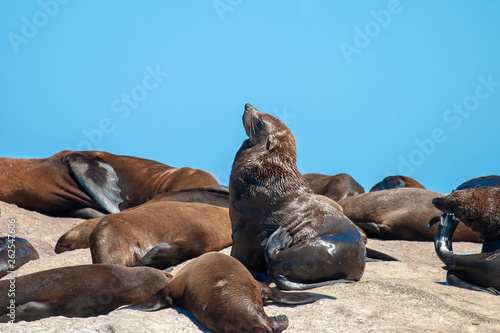 seal island cape town parks and reserves of south africa
