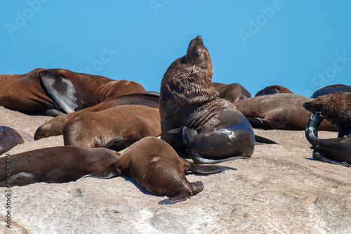 seal island cape town parks and reserves of south africa
