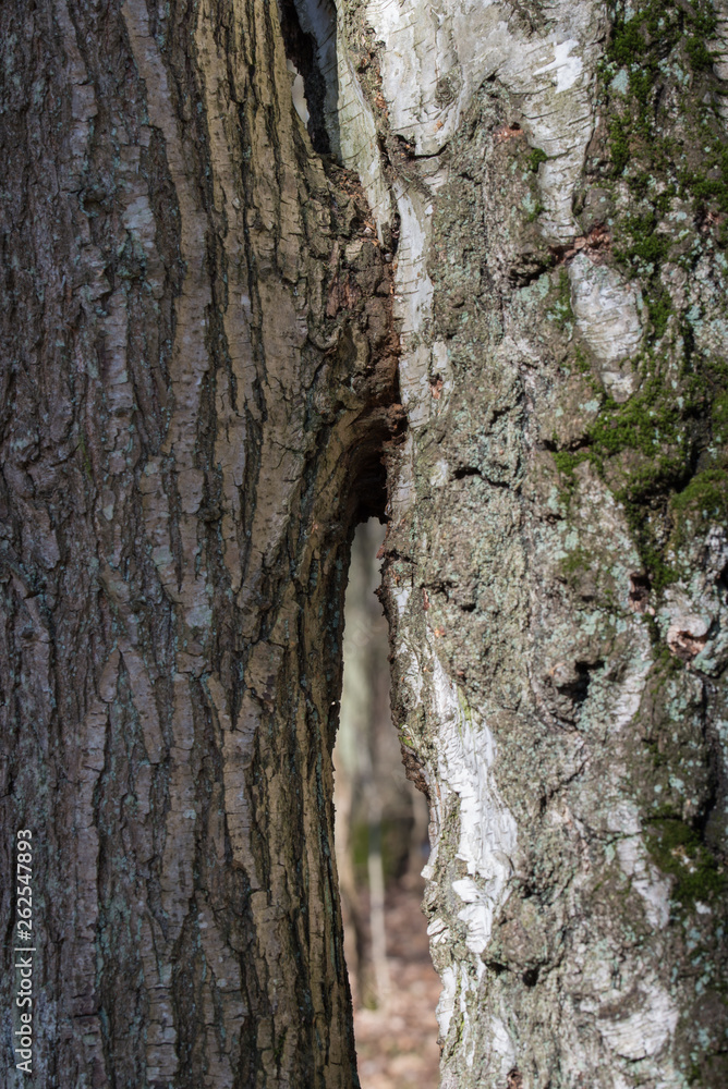 two trees oak and birch grown together two trees oak and birch grown together