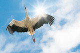 Weißer Storch fliegt in blauem Himmel mit der Sonne im Rücken