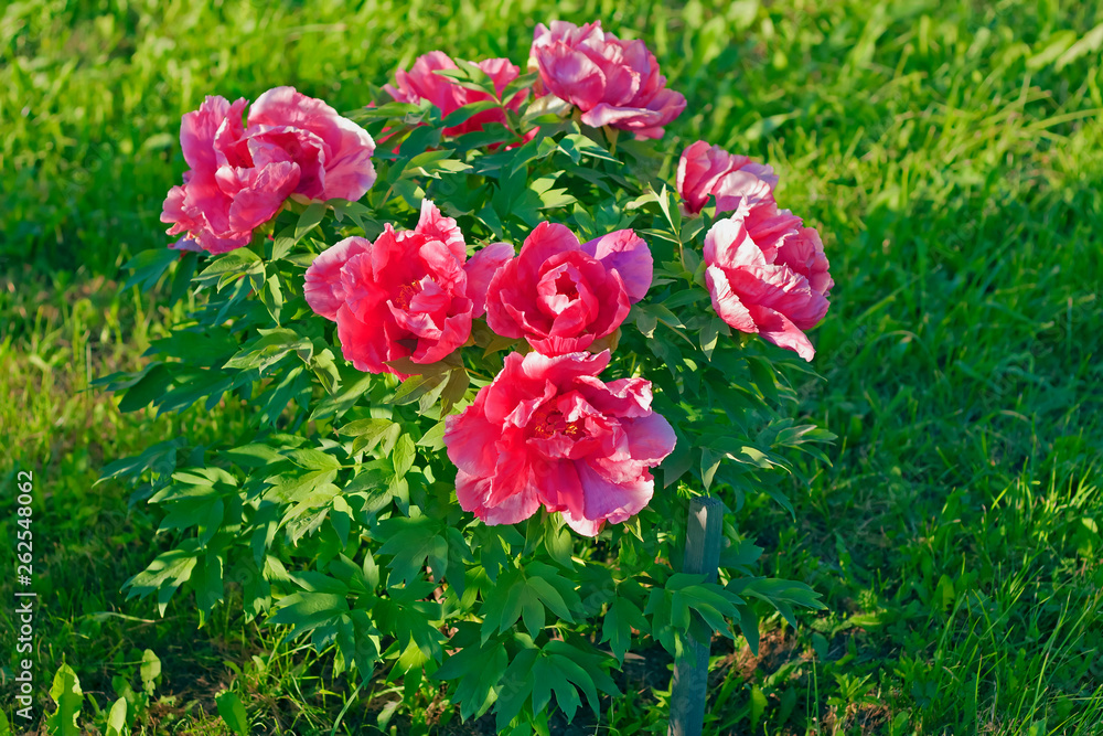 Tree peony bush in full bloom in garden. Tree peony with large pink flowers.