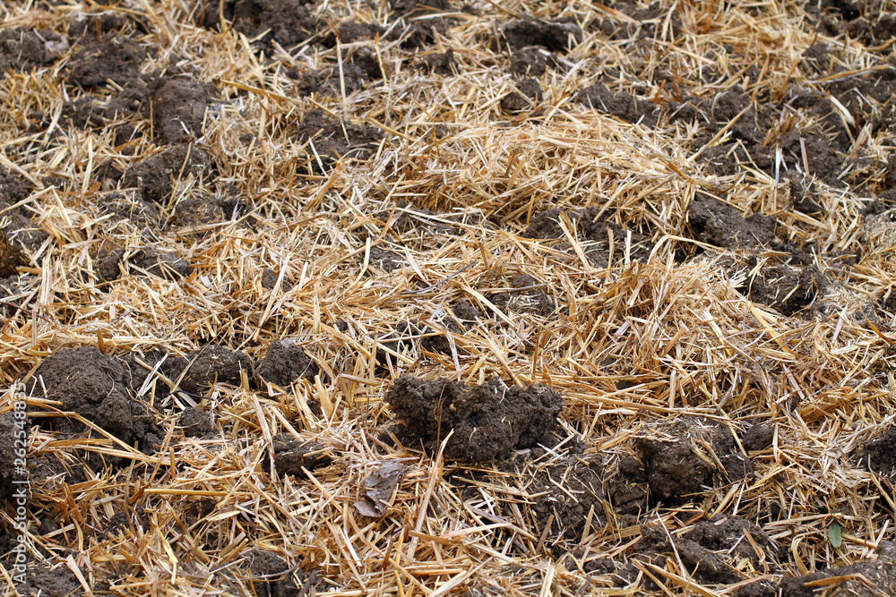 Dry straw on the ground Dry straw on the ground
