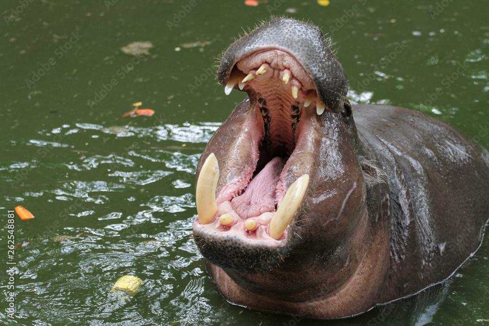Fototapeta premium Dwarf hippopotamus open mouth in water
