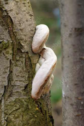 the mushrooms or fungus on a tree