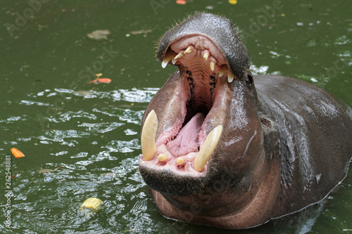 Dwarf hippopotamus open mouth in water