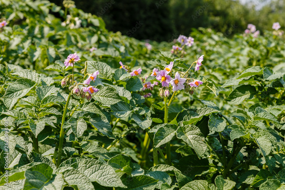 Potato plant flowers blooming, potatoes plants with flowers growing on farmers field Potato plant flowers blooming, potatoes plants with flowers growing on farmers field