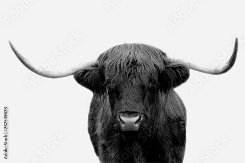 Black and white Highland Cow / Bull in Scotland