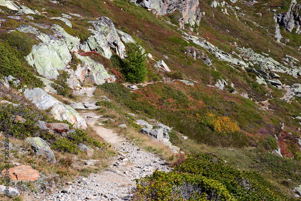 A trail climbs through the brightly colored mountain meadows of autumn, to the Simplon pass in Switzerland. A trail climbs through the brightly colored mountain meadows of autumn, to the Simplon pass in Switzerland.
