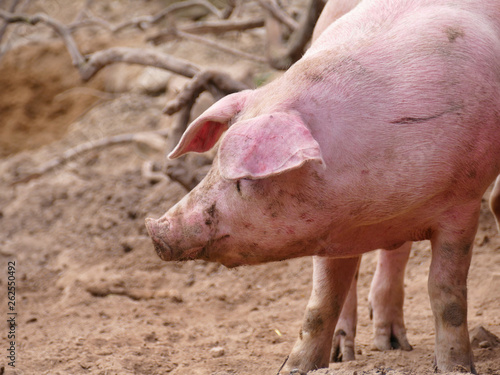 pig outdoors - organic farming, bio