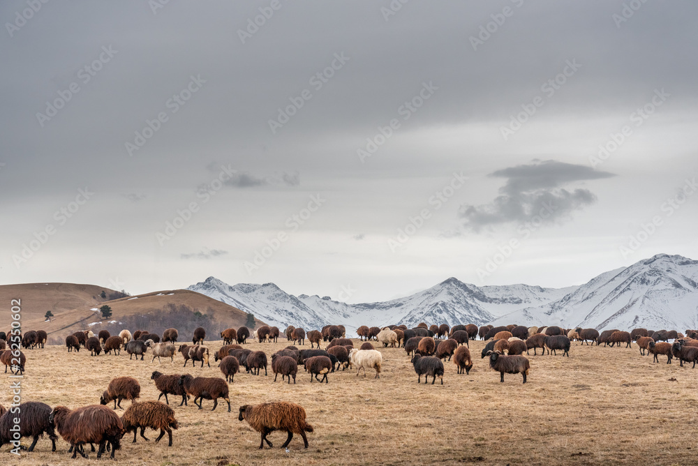 a flock of sheep grazing in a meadow on a background of mountains in the snow