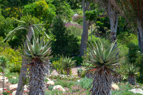 Kirstenbosch National Botanical Garden cape town parks and reserves of south africa