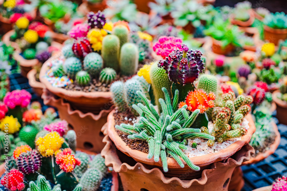 Close up selective focus of beautiful flower of variety of cactus and succulents in clay flower pots in plant store. Close up selective focus of beautiful flower of variety of cactus and succulents in clay flower pots in plant store.