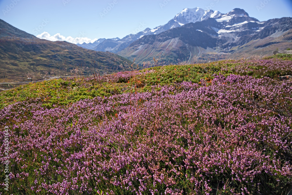 Panoramic view of mountain heather bushes in the bright colors of autumn, at the Sempione pass in Switzerland.