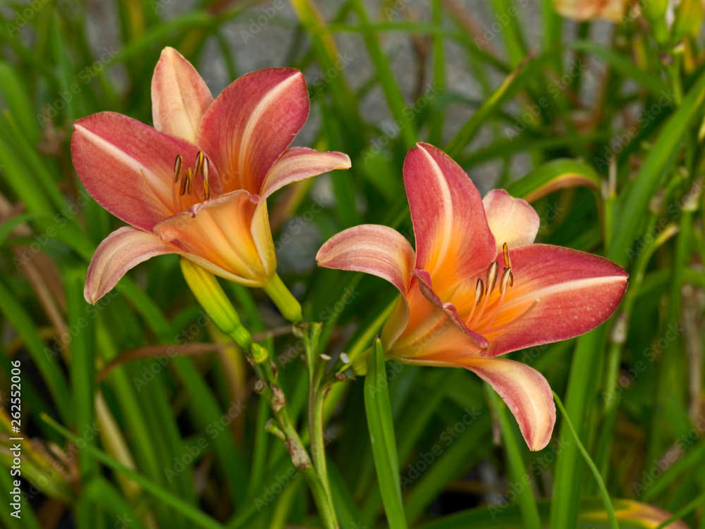 Fototapeta premium Hemerocallis 'Simonds Seal' close up in a flower border