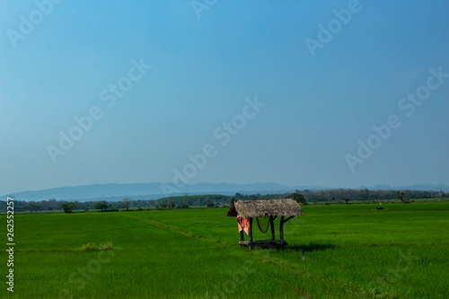 Fotografie ricefield meadow countryside