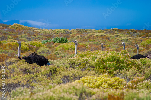 ostrich parks and reserves of south africa