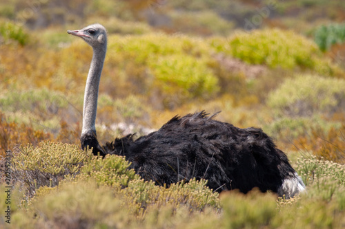 ostrich parks and reserves of south africa
