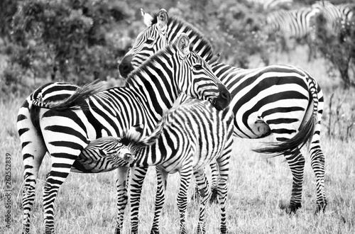 B&W family of zebras