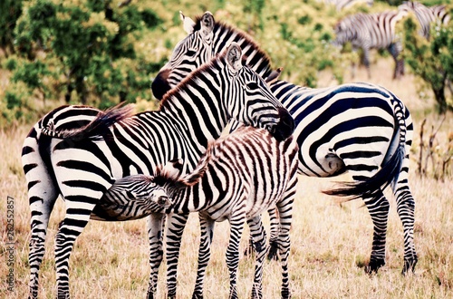 Bild auf Leinwand Family of zebras
