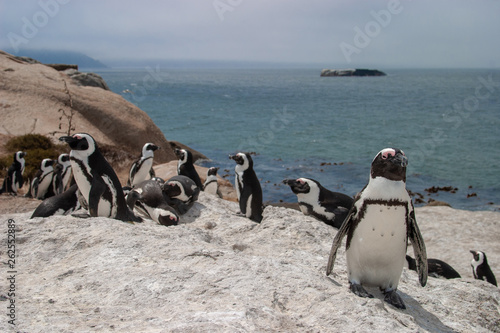 pinguins bolder beach cape town parks and reserves of south africa