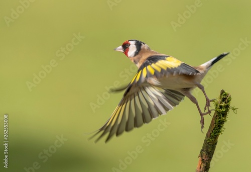 A Goldfinch taking off from a branch 