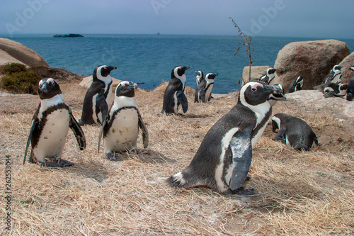 pinguins bolder beach cape town parks and reserves of south africa