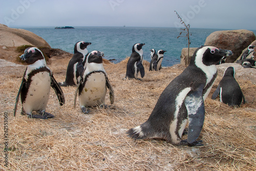 pinguins bolder beach cape town parks and reserves of south africa