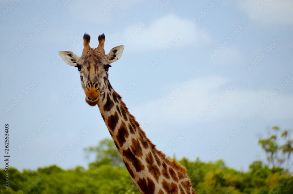 Plakat Beautiful giraffe in Serengeti