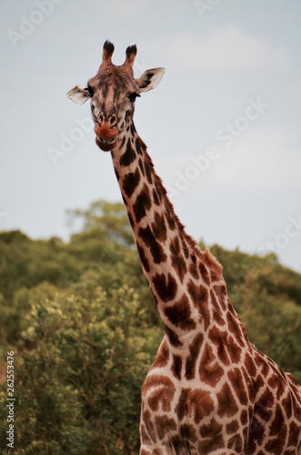 Tall giraffe eats in Serengeti