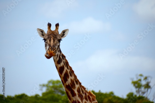 Giraffe with food in mouth