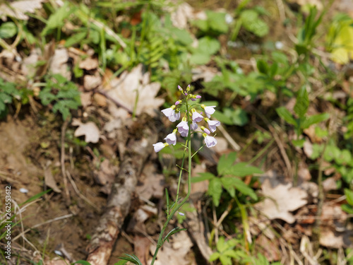 Cardamine pratensis - Cardamine des près ou cresson des près, petites fleurs sauvages des prairies