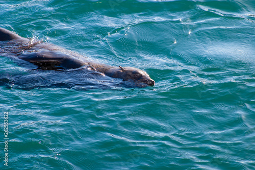 seal cape town parks and reserves of south africa