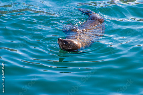 seal cape town parks and reserves of south africa