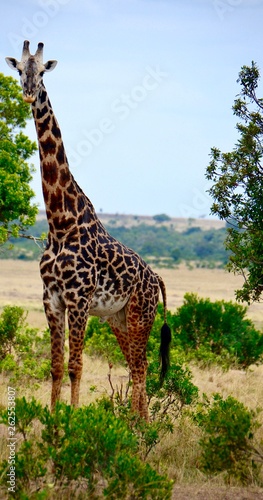 Tall giraffes gazes around at lushes bushes and trees