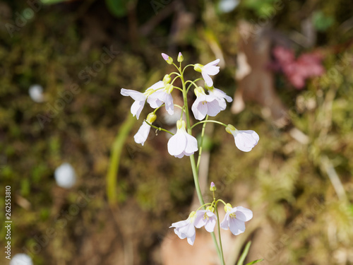 Cardamines des près ou cressons des près (Cardamine pratensis)  photo