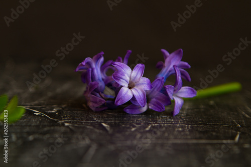 Fototapeta Naklejka Na Ścianę i Meble -  violet
