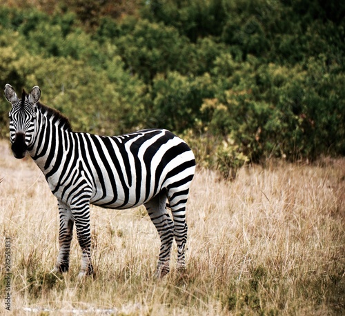 Lone zebra looks into distance