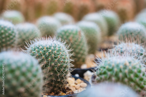 Close up selective focus of rows of small green cactus growing through sand in flowerpot in plant store. Cactus pattern textured wallpaper background.