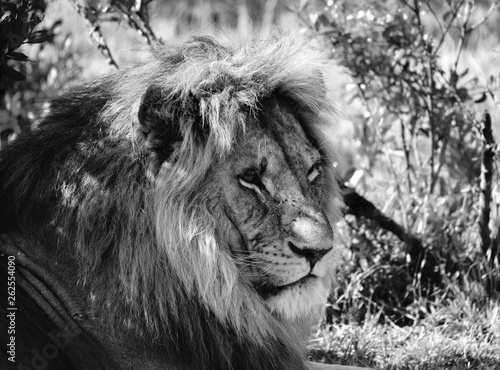 B&W of old male lion sitting under bush