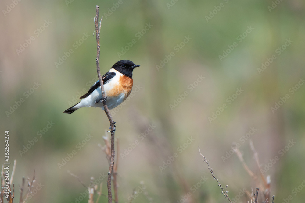 Obraz premium Male Europian stonechat or Saxicola rubicola on twig