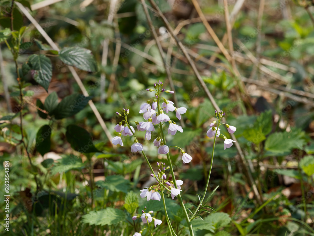 Cardamine pratensis - Cardamine des près ou cresson des près, petites fleurs sauvages des prairies Cardamine pratensis - Cardamine des près ou cresson des près, petites fleurs sauvages des prairies