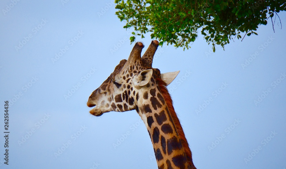 Side portrait of giraffe grazing in the Serengeti on tall trees Side portrait of giraffe grazing in the Serengeti on tall trees