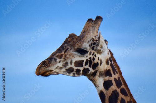 Close-up portrait of male giraffe