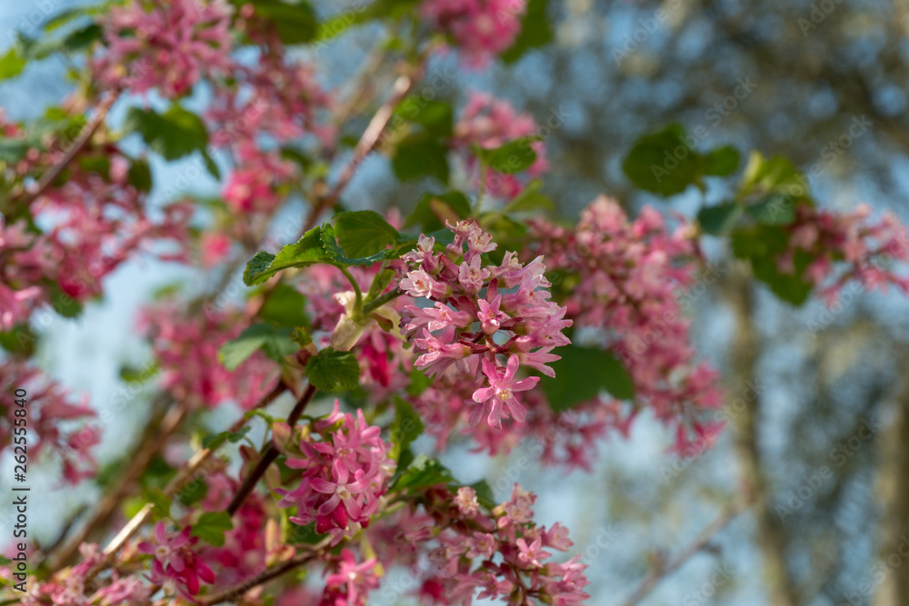 pink flower blossom in garden spring pink flower blossom in garden spring