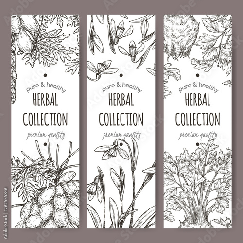 Three labels with apium graveolens aka celery, carica papaya aka papaya tree and Galanthus nivalis aka snowdrop sketch.