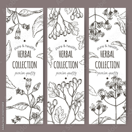 Three labels with belladonna, quinine or Jesuit bark and common hawthorn sketch. photo