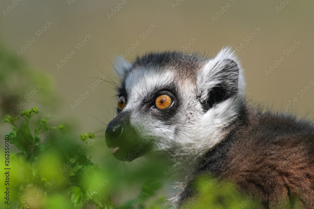Fototapeta premium Portrait Katta - Lemur catta - frisst an frischen Blättern