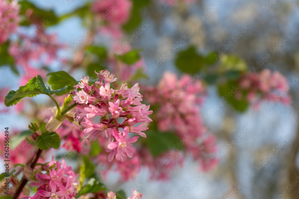 pink flower blossom in garden spring pink flower blossom in garden spring