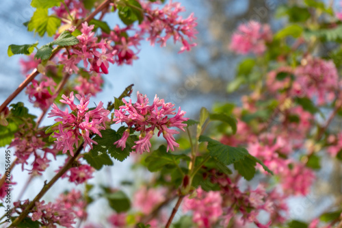 pink flower blossom in garden spring © KRISTIAN