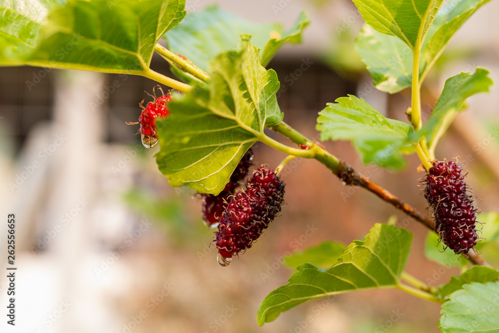 Fresh mulberry, black ripe and red unripe mulberries hanging on branch Fresh mulberry, black ripe and red unripe mulberries hanging on branch